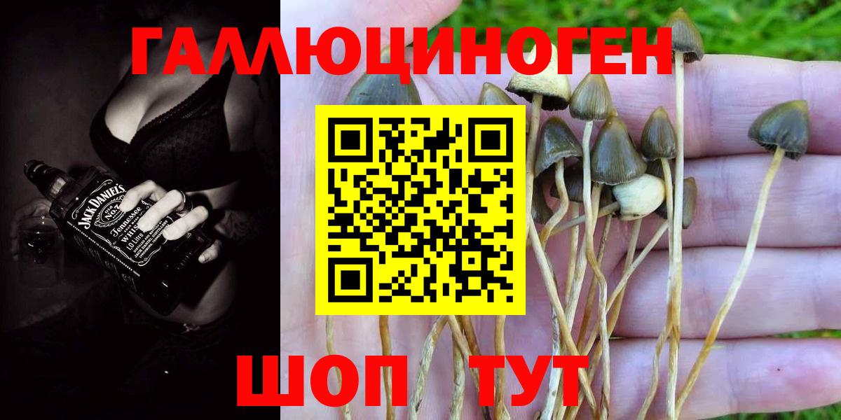 Галлюциногенные грибы Psilocybe Старая Купавна